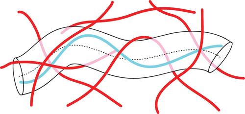 Figure 8. The tube model proposes that a polymer's movement within a semi-dilute solution is confined by other filaments. These confinements restrict the polymer's movement into a tube-like region.