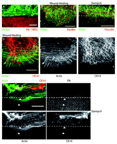 Figure 3. The stampcil segregates the focal adhesions/hemidesmosomes adhesions and the actin/intermediate filaments cytoskeletons. (A) The stampcil and the HaCaT cells were removed. Laminin (green) was stained directly on the coverslip stamped with fibronectine-rhodamine (red). Scale bar: 20 µm. (B) HaCaT cells were left to migrate for 4 h after wounding the monolayer and then fixed and stained for hemidesmosomes (ITGA6, green) and focal adhesions (paxillin, red). Scale bar: 10 µm. (C) After removing the stampcil, cells were left to migrate for 1 h and then fixed and stained for hemidesmosomes (ITGA6, green) and focal adhesions (vinculin, red). Scale bar: 10 µm. The dashed line indicates the FN border. (D) After wounding the monolayer, cells were left to migrate for 4 h and then fixed and stained for actin (phalloidin, green) and intermediate filaments (keratin 14, red). Scale bar: 10 µm. (E) After removing the stampcil, cells were left to migrate for one hour fixed and stained for actin (phalloidin, green) and intermediate filaments (keratin 14, red). The dashed line indicates the fibronectin border. White arrowheads indicate actin (lower) and intermediate filaments (upper) segregation. Scale bar: 10 µm.