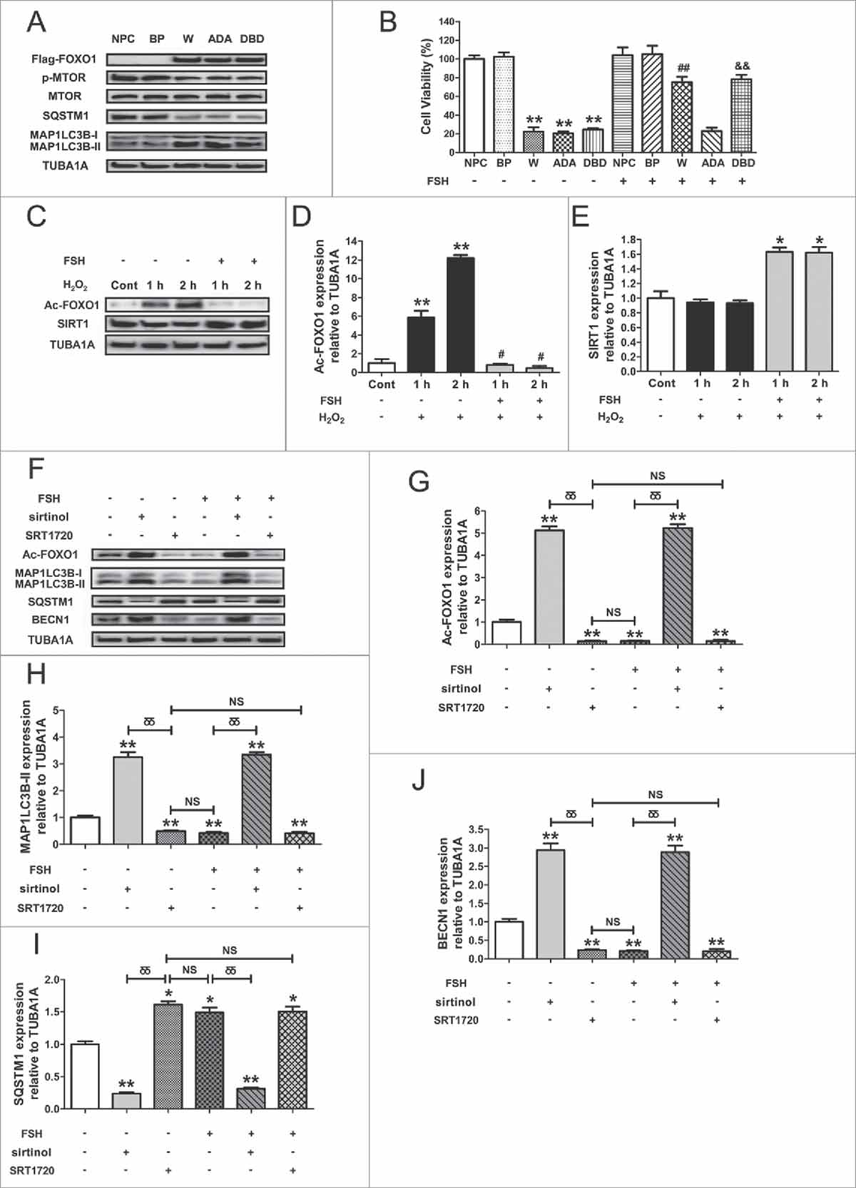Figure 9. FSH inhibits oxidative stress-induced GC autophagy by regulating the acetylation status of FOXO1. (A) Different Flag-tagged FOXO1-expressing vectors, including FOXO1-WT (WT), FOXO1T24A,S253D,S316A (ADA), and FOXO1N208A,H212R (DBD), were transfected into GCs. 24 h later, cell lysates were collected to determine the protein levels of MAP1LC3B, SQSTM1 and p-MTOR using western blotting. TUBA1A served as the control for loading. (B) Cell viability was measured by CCK-8 assay in GCs transfected with FOXO1 expression plasmids upon FSH (7.5 IU/ml) treatment. Data represent mean ± S.E; n = 3. ** Represents P < 0.01 compared with the non-plasmid control. ## Represents P < 0.01 compared with the FOXO1-WT group. and& Represents P < 0.01 compared with the FOXO1N208A,H212R (DBD) group. NPC, non-plasmid control; BP, blank plasmid. (C) After incubation with 200 μM H2O2 for 1 h, GCs were washed in PBS, and then cultured in serum-free medium containing 7.5 IU/ml FSH for 1–2 h. The protein level of acetylated FOXO1 (Ac-FOXO1) and the deacetylase SIRT1 was determined by western blotting. (D and E) The relative expression of Ac-FOXO1 and SIRT1 were quantified using densitometric analysis. Data represent mean ± S.E; n = 3. **Represents P < 0.01 compared with the control group. # Represents P > 0.05 compared with the control group. (F) GCs transfected with FOXO1N208A,H212R plasmid for 24 h were incubated with 200 μM H2O2 for 1 h, rinsed in PBS, and cultured with serum-free medium in the presence or absence of 7.5 IU/ml FSH, 100 μM sirtinol or 100 μM SRT1720 as indicated. The expression of Ac-FOXO1, MAP1LC3B, SQSTM1 and BECN1 was then detected by western blotting. (G to J) Quantification of FOXO1 acetylation, MAP1LC3B-II accumulation, SQSTM1 degradation, and BECN1 expression. TUBA1A served as a loading control. Data represent mean ± S.E; n = 3. *Represents P < 0.05 (**Represents P<0.01) compared with the nontreatment control. δδ, P < 0.01; NS, not significant, P > 0.05.