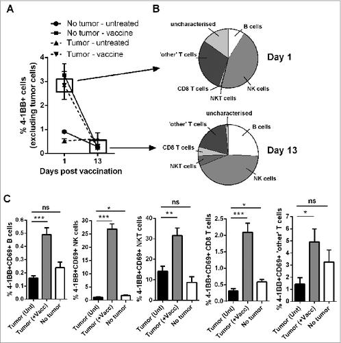 Figure 2. Vaccination increases the percentages of activated, 4–1BB-expressing lymphocytes. C57BL/6 wild-type (WT) mice were either challenged with 1 × 105 Eμ-myc 4242 tumor cells or left tumor free, a group of each were then vaccinated on day 7 with α-GalCer-loaded tumor cells only. (A) The percentage of total peripheral blood cells (excluding tumor cells) that expressed surface 4–1BB on the indicated day post-vaccination. (B) The proportions of the indicated lymphocyte populations that constitute the total 4–1BB-expressing cell population in (A). Top pie chart refers to populations from the day 1 tumor-vaccine group. Bottom pie chart shows the equivalent group on day 13. 'Other' T cells refer to the CD8+ negative T cell population, which also excludes natural killer T (NKT) cells. (C) The percentages of activated 4–1BB+CD69+ lymphocytes 1 day after vaccination (+Vacc) compared to untreated tumor-bearing mice (Unt) and non-tumor-bearing controls (No tumor). Data in A-C show means ± SEM, n = 4–6 per group; *P < 0.05; **P < 0.01; ***P < 0.001, unpaired t-test.