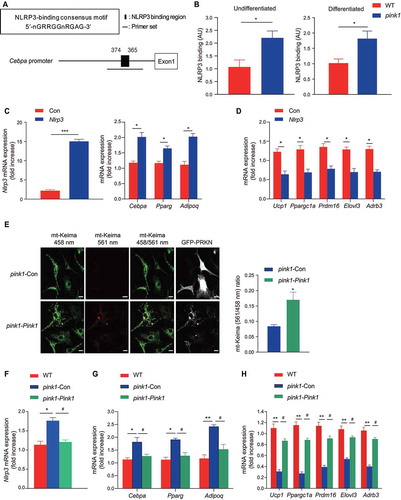 Figure 7. Increased Nlrp3 in BAPs from pink1 KO mice transcriptionally activates white adipocyte-like differentiation. (A and B) Binding of NLRP3 to the promoter regions of Cebpa. ChIP assay was performed to assess the NLRP3 binding sites in the nt −374 to −365 region of the Cebpa promoter. Four independent experiments were performed. Undifferentiated BAPs or 5 d post-differentiation BAPs were used in the ChIP assay. (C and D) Effect of overexpression of Nlrp3 in WT BAPs on the expression of Nlrp3, white adipocyte- (C), and brown adipocyte-specific markers (D). BAPs were transfected with a lentivirus carrying Nlrp3 or control vector (Con) and harvested 7 d after differentiation (n = 6). (E-H) Rescue of mitophagy by overexpression of Pink1 in pink1 KO BAPs. pink1 KO BAPs were transfected with lentiviruses for pink1 (pink1-Pink1) or control vector (pink1-Con). (E) Estimation of mitophagy by mt-Keima method. The ratio of fluorescence intensity in mt-Keima staining (458 nm) and mitochondria fused with the lysosome (561 nm) was measured using ImageJ (n = 4). (F-H) mRNA expressions of Nlrp3 (F), white adipocyte markers (G) and brown adipocyte (H) (n = 6). Data are presented as mean ± SEM. Student’s two-tailed unpaired t-test (B-E); *p < 0.05, ***p < 0.001. One-way ANOVA with Bonferroni correction for post hoc analysis (F-H); *p < 0.05, **p < 0.01 vs WT BAPs; #p < 0.05 vs pink1 KO BAPs