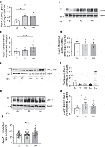 Figure 5. IL-27 increases glucose uptake and glycolysis in 3T3-L1 adipocytes.