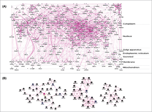 Figure 2. Protein-protein interaction (PPI) networks and sub-networks formed by the altered genes. (A) The set of 253 unique differentially expressed genes were assessed for their interacting partners using the APID2NET plugin in Cytoscape. The resultant PPI network composed of 818 nodes and 2794 edges and was used to generate a layered network based on subcellular localization of the 818 proteins. Blue colored nodes are representative of proteins encoded by the differentially expressed genes while the gray ones are the interacting partners. (B) The PPI as in ‘A’ was used to identify sub-networks using the MCODE clustering algorithm and the top 3 node-dense networks are shown.