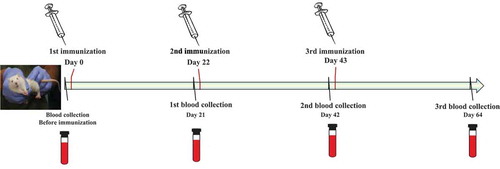 Figure 2. Immunization and blood collection scheme for the in vivo test in Wistar rats.