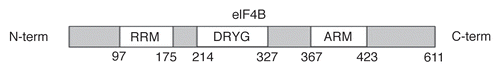 Figure 1 eIF4B domain structure. Amino acid positions flanking the RRM, DRYG and ARM domains are indicated.