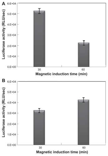 Figure 7 Effect of magnetic field exposure on transfection efficiency. (A) magnetic cationic liposomes (MCLs)/plasmid DNA (pDNA) lipoplex (MCLs with magnetite [MAG] 0.5 mg/mL concentration) after 6 hours’ incubation and (B) MCLs/pDNA lipoplex (MCLs with MAG 0.5 mg/mL concentration) after 4 hours’ incubation. These experiments were carried out under the optimal transfection conditions and magnetic induction time was varied from 30 to 60 minutes.Abbreviation: RLU, relative light unit.