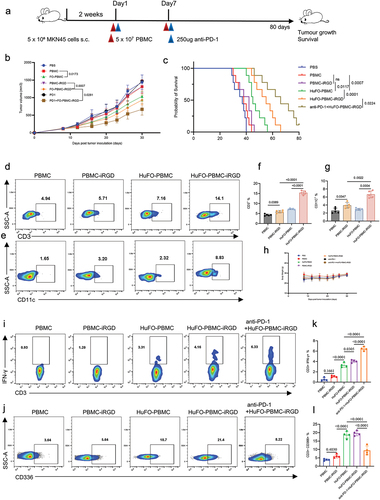 Figure 5. The combination of iRGD with HuFOLactis and anti-PD1 antibody improved mouse survival. (a) Initiating an antitumor experiment in vivo, five-week-old female Babl/c-nude mice were injected with 5 × 106 MKN45 cells subcutaneously. Two weeks later, 2 × 107 HuFO-PBMCs (activated with HuFOLactis for 24 h) either modified or not with iRGD were injected into the mice. At the same time, two groups were given a 250 µg intravenous PD-1 blockade. The observation of tumor burden and survival time in the mice was conducted. (b) Average tumor-growth curves of mice bearing MKN45 tumor with different treatments as indicated (mean ± s.e.m.; n = 10 biologically independent mice per group) (mean ± s.e.m.; n = 10 biologically independent mice per group). (c) Survival curves of mice in different groups for 80 days (n = 9 biologically independent mice per group). (d, e) Flow cytometry was employed to analyze the percentage of human CD3+ T cells and CD11c+ DCs in the tumor tissue of HuFO-PBMC with or without iRGD treatment in mice, seven days after intravenous injection of cells. (f, g) Summary of data from D and E (mean ± s.e.m.; n = 5 biologically independent mice per group). (h) The average weight of different groups for 30 days (mean ± s.e.m.; n = 6 biologically independent mice per group). (i, j) Flow cytometric analysis polyfunctional CD3+ T cells with positive staining for IFN-γ and exhausted CD3+ T cells with Tim-3 expression. (K, L) Quantifications of IFN-γ and TIM-3 expression in CD3+ T cells (mean ± s.e.m.; n = 4 biologically independent mice per group). For experiments B, p-values were determined by one-way ANOVA with Tukey’s multiple comparisons test. Differences in survival were determined by using the Kaplan–Meier method, and the p value was determined via the log-rank (Mantel–Cox) test. For experiments F, G, K and L, data were analyzed using one-way ANOVA and each data point represents one sample from an independent mouse. Animal experiments were repeated twice under similar conditions with similar results.