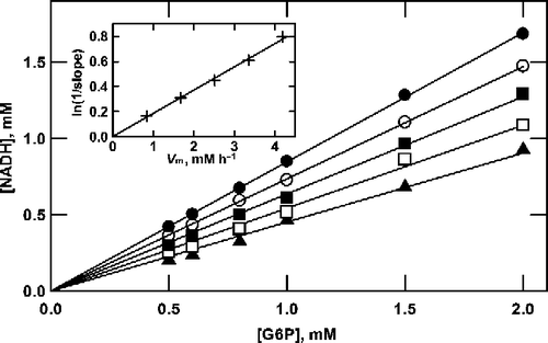 Figure 2 Product formation by G6P dehydrogenase at saturating NAD+. Reactions were as described in the text, containing 10 mM NAD+, G6P as shown (0.5 to 2.0 mM) and initial enzyme concentrations of 70 (•), 56 (○), 42 (▪), 28 (▪) and 14 (▴) mU/mL. A straight line passing through the origin was fitted by linear regression to the data at each enzyme concentration to determine the slope. As shown in the inset, the value of ln(1/slope) is proportional to the enzyme concentration.