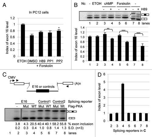 Figure 2 Cell-dependent effect of forskolin on exon 16 inclusion and the essential role of the PKA pathway in B35 cells. (A) A bar graph of the level of exon 16 inclusion upon treatment by forskolin (10 µM) with kinase inhibitors H89, PP1 and PP2 or their vehicle DMSO in PC12 cells. The level in the ethanol (ETOH)-treated samples is taken as 1.0. *p < 0.05. (B) cpt-cAMP and forskolin-induced PKA pathway increases the percentages of exon 16-included CaMKK2 transcripts (exon 16-containing band intensity/total product intensity) in B35 cells. Shown is a denaturing PAGE gel of spliced CaMKK2 variants in B35 cells non-treated (NT) or treated for 6 hours with either ethanol (ETOH), cpt-cAMP (100 µM) or forskolin (10 µM), with or without pretreatment with H89 (10 µM), as indicated above the gel. Indexes of exon 16 inclusion (relative to the NT sample level) are graphed under each lane (mean ± SEM, n = 17 except for forskolin, which is 10). Both of the CaMKK2 products contain exon 14, comprising the majority of transcripts (∼72%) encoding active CaMKK2 kinase isoforms in B35 cells. The kinase-dead exon 14-excluded variants are not shown here. **p < 0.01, ***p < 0.001. Nc: PCR negative control. (C) Effects of coexpressed Flag-PKA on splicing reporter minigenes in HEK293T cells. Upper, diagram of the splicing reporter minigenes containing CaMKK2 exon 16, ANXA11 exon 3 (Control 1) or P2RX4 exon 2 (Control 2). Boxes: exons; horizontal lines: introns; arrowheads: primers. Lower, PAGE gels of the RT-PCR products of the splicing reporters with coexpressed mutant (Mut) or wild-type (WT) Flag-PKA, with mean percentages of exon inclusion under each lane and exon-included or -excluded products indicated to the right. Lane 1 is a negative control of RT-PCR without reverse transcriptase. (D) A bar graph of the exon inclusion levels (mean ± SD) of the reporter minigenes and the PKA effect. The level in the PKA mutant (Mut)-coexpressing samples were taken as 1 for each reporter.