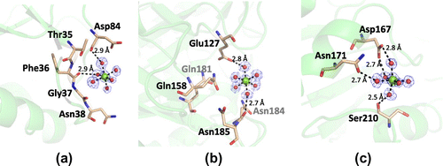 Fig. 4. Metal association property of PSC.Note: (a)–(c) The structures of three magnesium-binding sites and their coordination environments. Magnesium ions are shown as green spheres, while the water molecules are shown as red spheres. The electron density of the 2|Fo| − |Fc| map for this site is contoured at 1.2σ and shown in blue mesh.