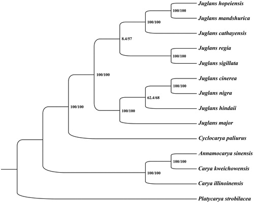 Figure 1. Phylogenetic relationships among 14 complete chloroplast genomes of Juglandaceae. Bootstrap support values are given at the nodes. Chloroplast genome accession number used in this phylogeny analysis: Juglans hopeiensis: KX671977; Juglans mandshurica: MF167461; Juglans cathayensis: MF167457; Juglans regia: MF167463; Juglans sigillata: MF167465; Juglans cinerea: MF167458; Juglans nigra: MF167462; Juglans hindsii: MF167459; Juglans major: MF167460; Cyclocarya paliurus: KY246947; Annamocarya sinensis: MN911165 (the sample in this study); Carya kweichowensis: MH121170; Carya illinoinensis: MH909599; Platycarya strobilacea: KX868670.