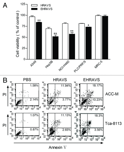 Figure 4. Viability and apoptosis of the cells treated with HRAVS (30:70 of Ad.CMV.IR to Ad.IR.EGFP) or EHRAVS (30:70 of Ad.CMV.IR to Ad.IR.EGFP/E1a) (A) Effect of adenovirus infection on cell viability. After 6 h treatment with HRAVS or EHRAVS, CCK-8 solution was added for additional 2 h incubation. Results were determined at the absorbance of 450 nm on a Bio-Rad Model 550 Microplate Reader relative to cell controls as designated 100%. **P < 0.01, *P < 0.05 as compared with HRAVS. (B) Apoptosis assay after adenovirus infection. Cells were infected with HRAVS or EHRAVS at MOI of 100. After 72 h, The apoptosis assay was performed using FITC Annexin V Apoptosis Detection Kit I on a FACSCalibur flow cytometer.