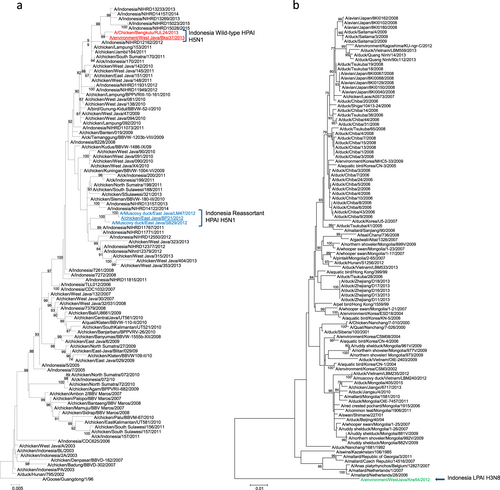Fig. 1 Phylogenetic tree of (a) HPAI A(H5N1) clade 2.1.3.2a HA genes and b LPAI A(H3) HA genes.Viruses characterized herein are identified as follows: Indonesia H5N1 strain names are colored red, Indonesia reassortant H5N1 strain names are colored blue, Indonesia LPAI H3N8 strain name is colored green, and all viruses further utilized for in vivo studies are underlined. Bootstrap values calculated following 1000 replicates are shown above each branch