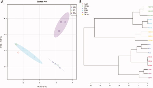 Figure 3. The score plot of principal component analysis (PCA) (A) and hierarchical clustering analysis (HCA) dendrogram (B) originated from the GC data set of anise and star anise samples obtained by different extraction methods.