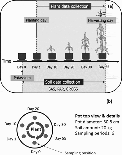 Figure 1. Schematic diagram of experimental approach of pot experiment from the  day of soil preparation with potassium (day 0) to the day of harvesting at tasseling stage (day 55) of corn (a) along with pot details and soil sampling position (b). PAR = potassium adsorption ratio; CROSS = cation ratio of structural stability; SAS = soil aggregate stability
