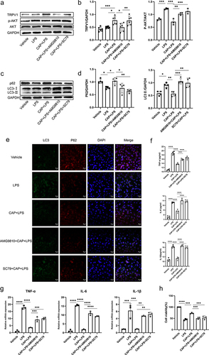 Figure 4 CAP regulates injurious autophagy and inflammation through the TRPV1/AKT axis. (a) The expression levels of critical proteins involved in the TRPV1/AKT axis were measured by WB. (b) Statistical analysis of TRPV1 and p-AKT in BEAS-2B cells. (c) The expression levels of autophagy-related proteins were measured by WB. (d) Statistical analysis of LC3II and P62 in BEAS-2B cells. (e) Immunofluorescence analysis was used to detect the expression of LC3II and P62. (f) ELISA kits were used to analyze the changes in the inflammatory factors TNF-α, IL-6, and IL-1β. (g) qRT‒PCR was used to analyze the changes in the inflammatory genes TNF-α, IL-6, and IL-1β. (h) Cell viability was assessed using the CCK-8 assay. (n=3~6) *P < 0.05, **P < 0.01, ***P < 0.001, ****P < 0.0001.