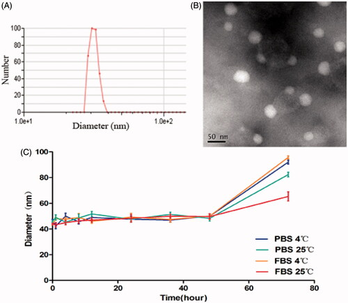 Figure 1. Physicochemical characterization and stability study of PTX-NPs. (A) PTX-NPs particle size distribution; (B) TEM image of PTX-NPs and (C) the formulation stability of the PTX-NPs. Data are shown as means ± SD (n = 3).
