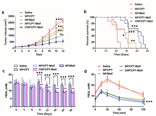 Figure 6. Evaluation of therapy effect of CNP/CPT-Metf on mice models. (a) Change in tumor volumes of the mice models during the 14-day experimental period. (b) Kaplan-Meier survival curve of mice models treated with different nanoparticle formulations. (c) The FBGL of mice models during the drug treatment. (d) Changes of OGTT was measured after drug administration. *P < 0.05, **P < 0.01, and ***P < 0.001 significantly different from the control group (saline group).