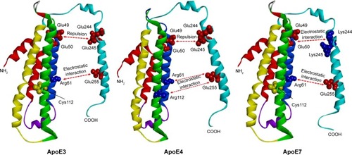 Figure 3 Ribbon diagram depicting ApoE isoform-specific differences in domain interactions.