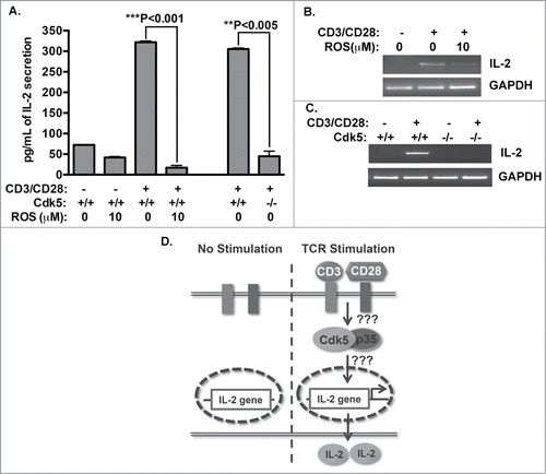 Figure 1. Cdk5 is required for optimal IL-2 expression. (A) Naïve wild type (Cdk5+/+) T cells or Cdk5-deficient (Cdk5−/-) T cells were activated with plate bound anti-CD3 and anti-CD28 antibodies for 48hrs in the presence or absence of Roscovitine. Amounts of IL-2 present in T cell supernatants were detected by ELISA. (B) Semi-quantitative RT-PCR analysis was performed to measure IL-2 mRNA expression in T cells activated by CD3/CD28 antibodies for 12hrs in the presence or absence of Roscovitine, and similarly, (C) IL-2 mRNA expression was determined in either Cdk5+/+ or Cdk5−/-) T cells following anti-CD3/CD28 activation.by semi-quantitative RT-PCR. (D) Summary diagram of IL-2 production after T cell activation with or without the presence of Cdk5 protein or Cdk5 activity.