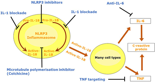 Figure 1 Therapies targeting inflammation and atherosclerotic cardiovascular disease (ASCVD) prevention. This figure summarizes some of the main inflammatory targets for CVD prevention and their directed therapies: NLRP3 and microtubule polymerisation inhibitors, IL-1 and IL-6 blockade and TNF targeting.