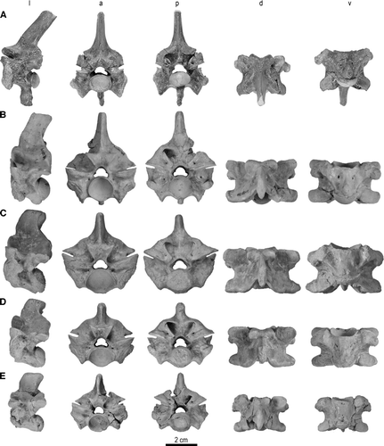 FIGURE 2 Trunk vertebrae of Madtsoia madagascariensis from the Late Cretaceous of Madagascar in l, lateral; a, anterior; p, posterior; d, dorsal; and v, ventral views. A, vertebra from anterior part of anterior trunk region with well-developed hypapophysis, FMNH PR 2546; B, vertebra from posterior part of anterior trunk region, FMNH PR 2549; C, mid-trunk vertebra, FMNH PR 2551; D, vertebra from anterior part of posterior trunk region, FMNH PR 2554; E, vertebra from middle part of posterior trunk region, FMNH PR 2555.