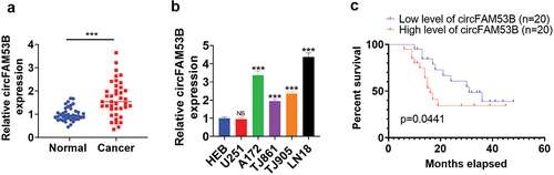 Figure 1. The circFAM53B level in glioma.