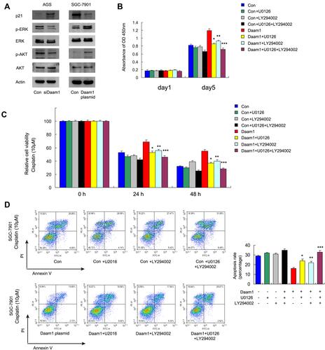 Figure 5 Daam1 regulates ERK and AKT signaling pathways. (A) Western blotting showed that ectopic Daam1 expression downregulated p21 and upregulated p-ERK, p-AKT. Daam1 depletion upregulated p21 and downregulated p-ERK and p-AKT, without significant change in total ERK and AKT. (B) SGC-7901 cells transfected with control and Daam1 plasmid were treated with AKT inhibitor LY294002 (20 μM), ERK inhibitor U0126 (20 μM) and a combination of both inhibitor. CCK-8 showed that Daam1 overexpression increased cell viability, while the increased proliferation rate induced by Daam1 was abolished after treatment with U0126 and LY294002. Combination of both inhibitors showed a stronger effect than either inhibitor alone. (C) AKT and ERK inhibitors reversed the effect of Daam1 on cisplatin sensitivity. (D) Apoptosis assay showed that ERK and AKT inhibitors upregulated cisplatin-induced apoptosis rate which was decreased by Daam1. The combination of both inhibitors had a stronger upregulatory effect than either inhibitor alone. *Daam1+U0216 vs Daam1, p<0.05. **Daam1+LY294002 vs Daam1, p<0.05. ***Daam1+U0216+ LY294002 vs Daam1, p<0.05.