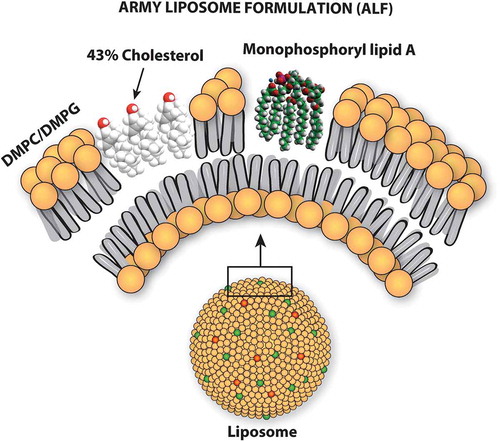 Figure 1. Schematic illustration of the army liposome formulation.