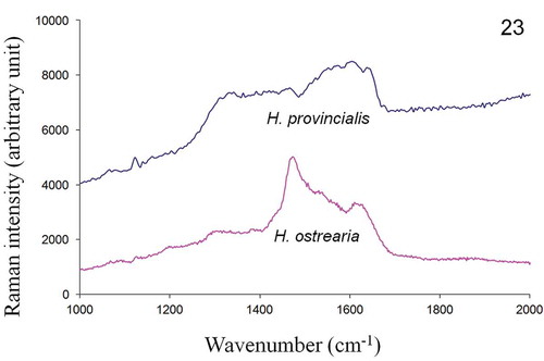 Fig. 23. In vitro Raman spectra, recorded at 514.5 nm, of purified extracellular form of pigments of H. provincialis and H. ostrearia.
