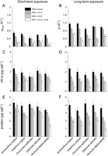 Fig. 1. Maximum specific growth rate (µmax, A), specific growth rate (µ, B), chl a content (C, D) and protein content (E, F) of Achnanthes exigua, Amphora exigua, Cocconeis peltoides, Diploneis littoralis and Navicula digitoradiata obtained from short- (6 h) and long-term UV (30 days) experiments. All values are means ± SD.