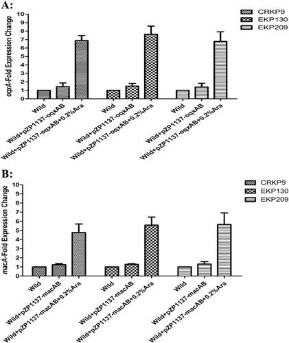 Fig. 4 Overexpression of OqxAB and MacAB in three eravacycline-sensitive clinical K. pneumoniae isolates.The expression levels of oqxA (a) or macA (b) was determined by qRT-PCR. The wild-type strain of these three isolates were used as the reference strains (expression = 1.0)