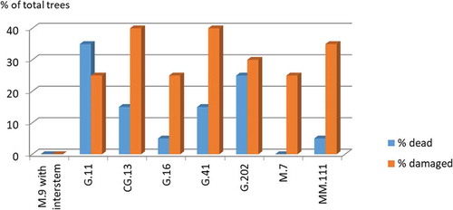 Figure 1. Percentage of trees lost to and damaged by crown rot (Phytophthora cactorum) of 8 rootstocks grafted with ‘Topaz’ apple cultivar after 9 years (May 2020)