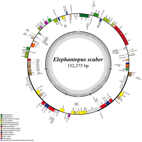 Figure 2. Map of the E. scaber chloroplast genome. Genes shown inside the circle are transcribed clockwise, and those outside the circle are counterclockwise transcribed otherwise. The light grey and the darker grey in the inner circle correspond to at and GC content, respectively. Different functional groups are signed according to the colored legend. LSC: large single copy, SSC: small single copy; IRA/IRB: Inverted repeat regions.