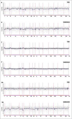 Figure 5. Generation- and ethanol-mediated changes in chromosome level using array-based comparative genome hybridization (aCGH) (see Materials and Methods for details). Log2 ratios are shown. 100: 100 generations, 100EtOH: 100 generations in the presence of 5% EtOH, 4: strain 4, 7: strain 7, 16: strain 16. To obtain final CGH profiles, the data for each strain were compared to control conditions of each strain.