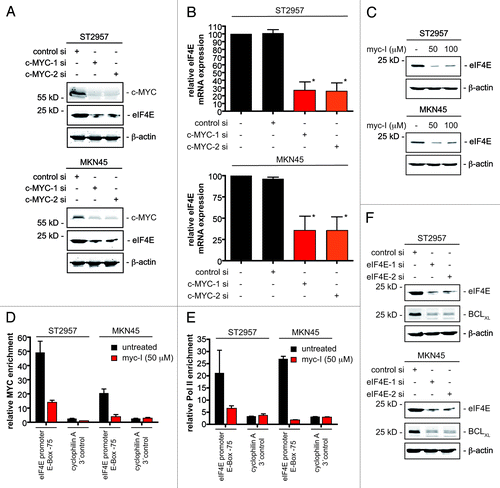 Figure 5. MYC controls eIF4E transcription to regulate BCLXL expression in gastric cancer cells. (A) ST2957 and MKN45 cells were transfected with the indicated siRNAs. 48 h after the transfection whole-cell lysates were prepared and western blots detected expression of c-MYC, eIF4E and β-actin (loading control). (B) ST2957 and MKN45 cells were transfected with the indicated siRNAs. 48 h after the expression of the eIF4E mRNA were determined by quantitative RT-PCR using cyclophilinA mRNA as reference. (C) ST2957 and MKN45 cells were treated with the MYC inhibitor for 24 h. Western blots detected the expression of eIF4E and β-actin (loading control). (D) and (E) ST2957 and MKN45 cells were treated with the MYC inhibitor for 24 h or were left as an vehicle treated control. ChIP analysis revealing the binding of c-MYC (D) or the RNA Polymerase II (E) to the E-box of the eIF4E promoter or an cyclophilin A 3′ control. (F) ST2957 and MKN45 cells were transfected with the indicated siRNAs. 48 h after the transfection whole-cell lysates were prepared and western blots detected expression of eIF4E, BCLXL and β-actin (loading control).