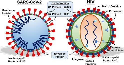 Figure 1 Components of SARS-CoV-2 and HIV. A schematic representation of SARS-CoV-2 (left) and HIV (right) is shown, along with key structural components. For both viruses, the glycoproteins, embedded within the envelope proteins are required for the initial interaction of the virus with susceptible host cells. In SARS-CoV-2, the membrane protein is required for membrane fusion and interacts with other elements of the virus. The envelope protein aids in viral assembly within the host cell, and the single-stranded RNA enclosed in the nucleocapsid comprises the genetic material. In HIV, the capsid proteins are structural proteins arranged to house the viral genetic material. Viral enzymes, coded by the pol gene, include proteases, reverse transcriptase, and integrase. The HIV reverse transcriptase is an RNA-dependent DNA polymerase essential for synthesis of viral cDNA using RNA as template. The viral integrase creates a permanent copy of viral DNA in the infected cell by catalyzing viral DNA integration into host cell DNA. The protease cleaves the newly formed polypeptide into the components of mature virions. The matrix proteins are key in virion packaging. Illustration credit: Nicholas J. Evans.