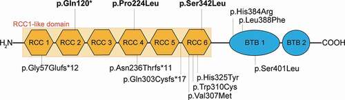 Figure 1. Location and features of disease-associated RCBTB1 variants.