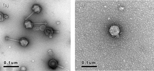 Fig. 1. Electron micrographs of representative phages belonging to a, Myoviridae in a contracted and uncontracted state (Φ1598-6); and b, Podoviridae (Φ1337-26).