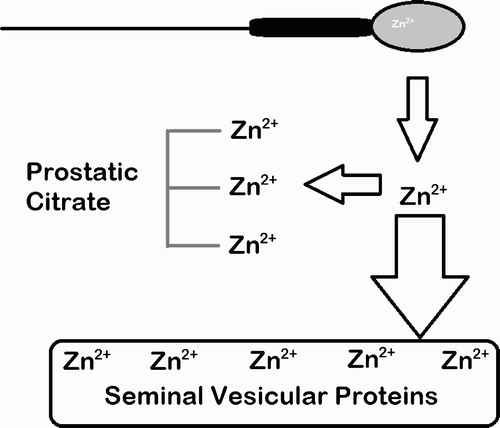 Figure 3.  Schematic representation of the zinc chelating properties of the liquefied whole ejaculate. The sperm chromatin can be deprived of Zn2+ due to zinc binding action of (1) seminal vesicular proteins and (2) citrate due to increased affinity for zinc at increased pH, both actions caused by the addition of seminal vesicular fluid.
