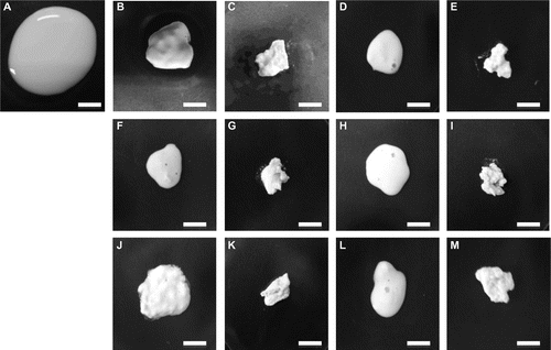 Fig. 3. Aspects of the precipitate resulting from the addition of a metal chloride.Note: The precipitates were prepared from an equal volume (0.9 mL) of soymilk (A) as already described. Magnesium chloride was added at 9.0 mM (B) and 12.0 mM (C). Calcium chloride was added at 8.0 mM (D) and 13.0 mM (E). Copper chloride was added at 6.0 mM (F) and 12.0 mM (G). Ferrous chloride was added at 7.0 mM (H) and 12.0 mM (I). Ferric chloride was added at 5.0 mM (J) and 8.0 mM (K). Manganese chloride was added at 7.0 mM (L) and 13.0 mM (M). White bars show 1 cm.