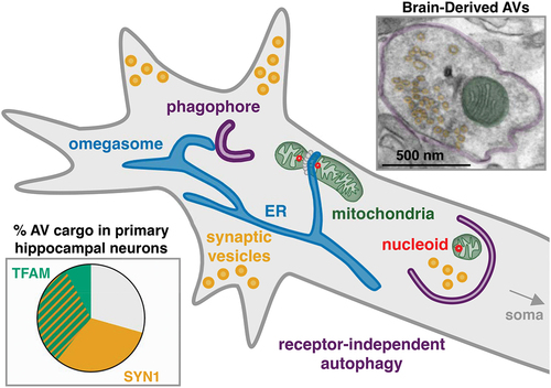 Figure 1. Model of receptor-independent engulfment of cargo in neuronal autophagosomes. We hypothesize that the proximity of the nascent phagophore to synapses and sites of mitochondrial DNA replication and fission leads to increased likelihood of synaptic vesicle and nucleoid-containing mitochondrial fragment capture in the axon of neurons. Within enriched autophagosomes (double membrane pseudo-colored purple) we identify structures corresponding with synaptic vesicles (pseudo-colored yellow) and mitochondrial fragments (pseudo-colored green) by electron microscopy. Live imaging in primary hippocampal neurons suggests that nucleoids marked by TFAM and pre-synaptic proteins such as SYN1 are present in approximately 70% of trafficking autophagosomes in the axon.