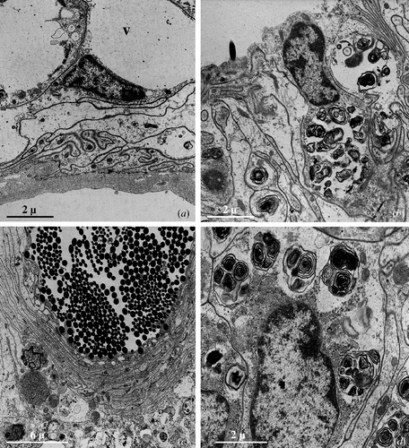 Figure 6 Seminal receptacle of female after the first brood.A,B, Large vacuoles (v) containing electron transparent material (A) or lamellar bodies (B) are present in the cytoplasm of the epithelial cells; in some cells, the nucleus is localised very near the cell surface. C, Numerous spermatozoa are still present in the lumen of the seminal receptacle. Seminal receptacle of female after the second brood. D, In the epithelial cells, the extension of the areas vacuolised and containing lamellar bodies is ulteriorly increased.