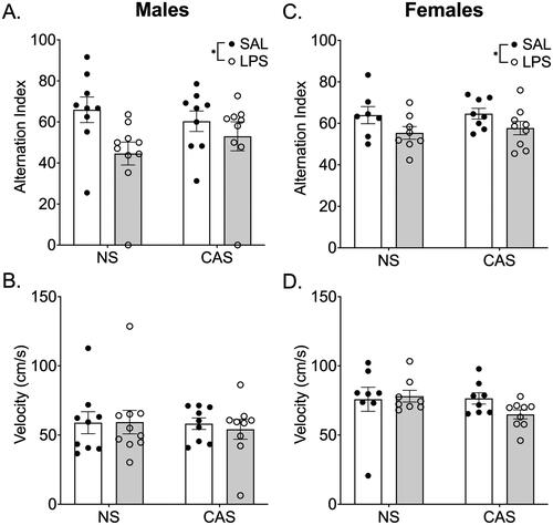 Figure 5. Y-Maze was conducted on PND 116, over 2 months after stressors concluded and 72 h after LPS injection during the 4th week of LPS injections every 3rd day. In both males (A) and females (C) repeated LPS decreased the alternation index in the Y-Maze task regardless of stress history suggesting an impairment in working memory performance. The alternation index is the number of actual alternations based on the number of possible alternations given the total number of arms visited. There were no changes in velocity (B, D). *p < 0.05. Bars represent mean ± SEM.