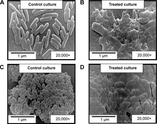 Figure 6 Scanning electron microscopy images.Notes: Cultures of Pseudomonas aeruginosa ATCC 9027 (A and B) and Staphylococcus aureus ATCC 6538P (C and D). The left pane (A and C) depicts control cultures, while the right pane (B and D) involves cultures treated with AgNPs (Cr 0.2%) for 3.5 (B) and 8 (D) hours, respectively.Abbreviations: AgNPs, silver nanoparticles; Cr, cranberry powder aqueous extract.