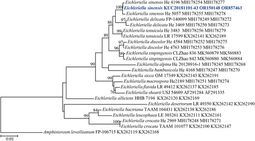 Figure 2. Maximum-likelihood tree of Eichleriella sinensis KUC20181101-43. The tree was constructed based on ITS+nLSU combined datasets of the genus Eichleriella. Amphistereum leveilleanum was used as an outgroup. The newly generated sequence is shown in blue and bold. Bootstrap support values more than 70% are shown. The numbers after scientific name indicate specimen ID and GenBank accession numbers (ITS and LSU regions).