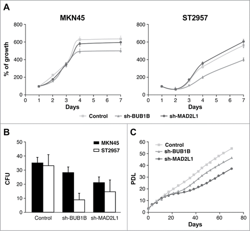 Figure 2. Mad2 and BubR1 regulate cell proliferation. (A) The MKN45 and ST2957 cell lines were transduced with lentivirus expressing sh-MAD2L1 and sh-BUB1B. The graphs show the proliferation rate measured every 24 h up to 7 d after infection, measured by crystal violet method. Data were calculated relative to the staining obtained on the first day. The experiments were done in quadruplicate at least 3 times. (B) Clonogenic assay. The graph represents the colony counting average at day 14, in 3 different areas per well. The experiment was performed in duplicate. (C) Analysis of the accumulated number of duplications over time (PDLs) in the MKN45 cell line and its transduced sh-BUB1R and sh-Mad2 cell lines. Each condition was done in duplicate.