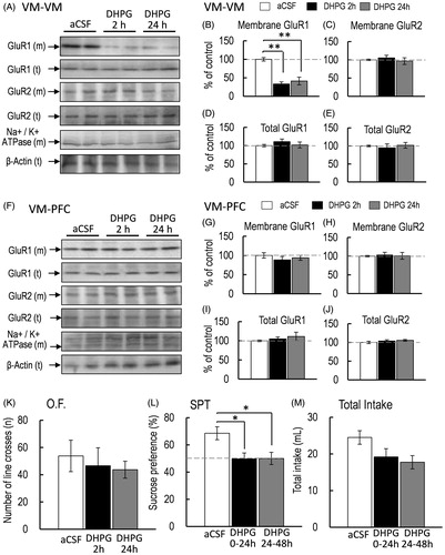Figure 4. (A) Representative western blot of membrane and total GluR1 and GluR2 in the PFC 2 and 24 h after intra-VM injection of aCSF or DHPG. (B–E) Representative graphs of the protein level of membrane GluR1 (B, control, n = 5; DHPG 2 h, n = 5; DHPG 24 h, n = 5), membrane GluR2 (C, control, n = 5; DHPG 2 h, n = 5; DHPG 24 h, n = 5), total GluR1 (D, control, n = 5; DHPG 2 h, n = 5; DHPG 24 h, n = 5), and total GluR2 (E, control, n = 5; DHPG 2 h, n = 5; DHPG 24 h, n = 5) in the PFC. (F) Representative western blot of membrane and total GluR1 and GluR2 in the VM 2 and 24 h after intra-VM injection of aCSF or DHPG. (G–J) Representative graphs of the protein level of membrane GluR1 (G, control, n = 5; DHPG 2 h, n = 5; DHPG 24 h, n = 5), membrane GluR2 (H, control, n = 5; DHPG 2 h, n = 5; DHPG 24 h, n = 5), total GluR1 (I, control, n = 5; DHPG 2 h, n = 5; DHPG 24 h, n = 5), and total GluR2 (J, control, n = 5; DHPG 2 h, n = 5; DHPG 24 h, n = 5) in the VM. (K) Locomotor activity was measured 2 and 24 h after intra-VM injection of aCSF or DHPG (K, O.F.: control, n = 5; DHPG 2 h, n = 5; DHPG 24 h, n = 5). (L, M) Sucrose preference test (SPT: L) and total intake (M) were measured 2 and 24 h after intra-VM injection of aCSF or DHPG for the first 24-h (0–24 h) and the second 24-h (24–48 h) period (control, n = 6; DHPG 2 h, n = 8; DHPG 24 h, n = 6). All data are presented as the mean ± SEM. **p < .01, *p < .05.