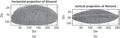 Figure 2 The dimensions and areas of an almond: Axy (a), Axz (b). Axy is the horizontal area and Axz is the vertical area of the almond.