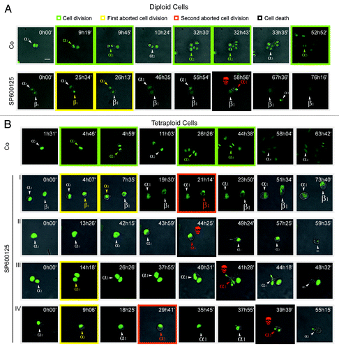 Figure 2. Videomicroscopic cell cycle profiling of SP600125 effects on near-to-diploid and near-to-tetraploid cells. (A and B) Near-to-diploid (D) (A) and near-to-tetraploid (T) (B) human colorectal carcinoma HCT 116 cells engineered to express a histone 2B-GFP fusion protein were left untreated (Co) or exposed to 30 µM SP600125, and then followed by live videomicroscopy for more than 72 h. Representative snapshots are shown (scale bar = 10 μm). Greek letters refer to individual cells that underwent successful cell divisions (framed in green), generating two daughter cells; one or two rounds of abortive cell divisions (framed in yellow and orange for the first and second abortive division, respectively) leading to one single daughter cell or, alternatively, apoptosis (framed in black and labeled with a red skull). The increase in cell diameter is depicted by increased font size. In (B), two cells entering one or two consecutive rounds of abortive cell divisions (I), a cell undergoing apoptosis before entering mitosis (II) and cells undertaking one (III) or two (IV) rounds of abortive cell division followed by cell death are shown. Full-length movies are available as Video S1–7.